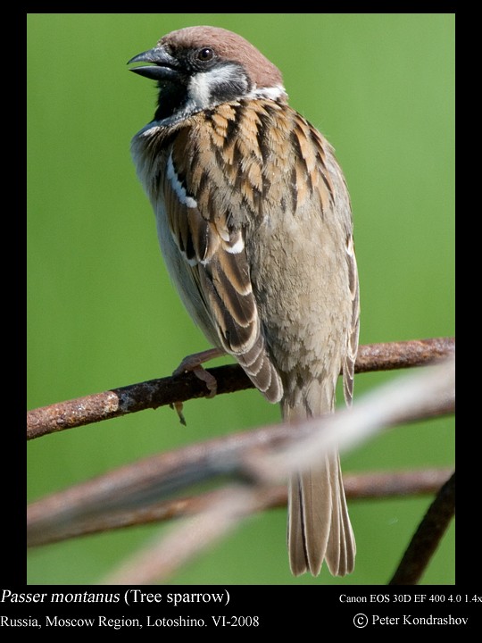 Eurasian Tree Sparrow - Peter Kondrashov