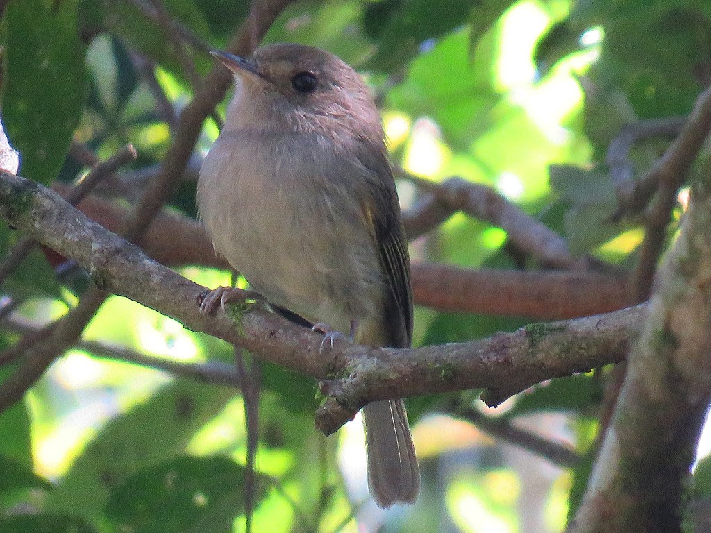 Brown-breasted Pygmy-Tyrant - ML173580701