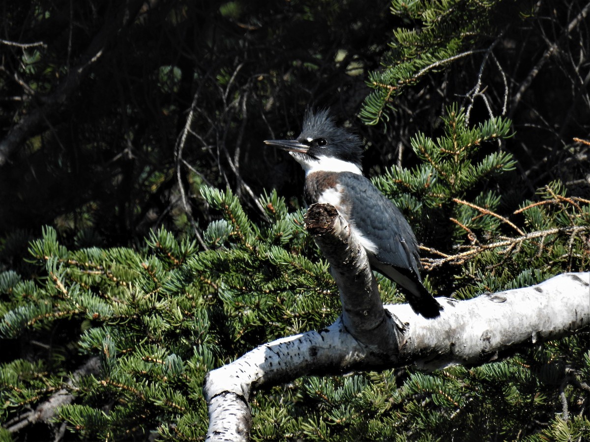 Belted Kingfisher - ML173581261