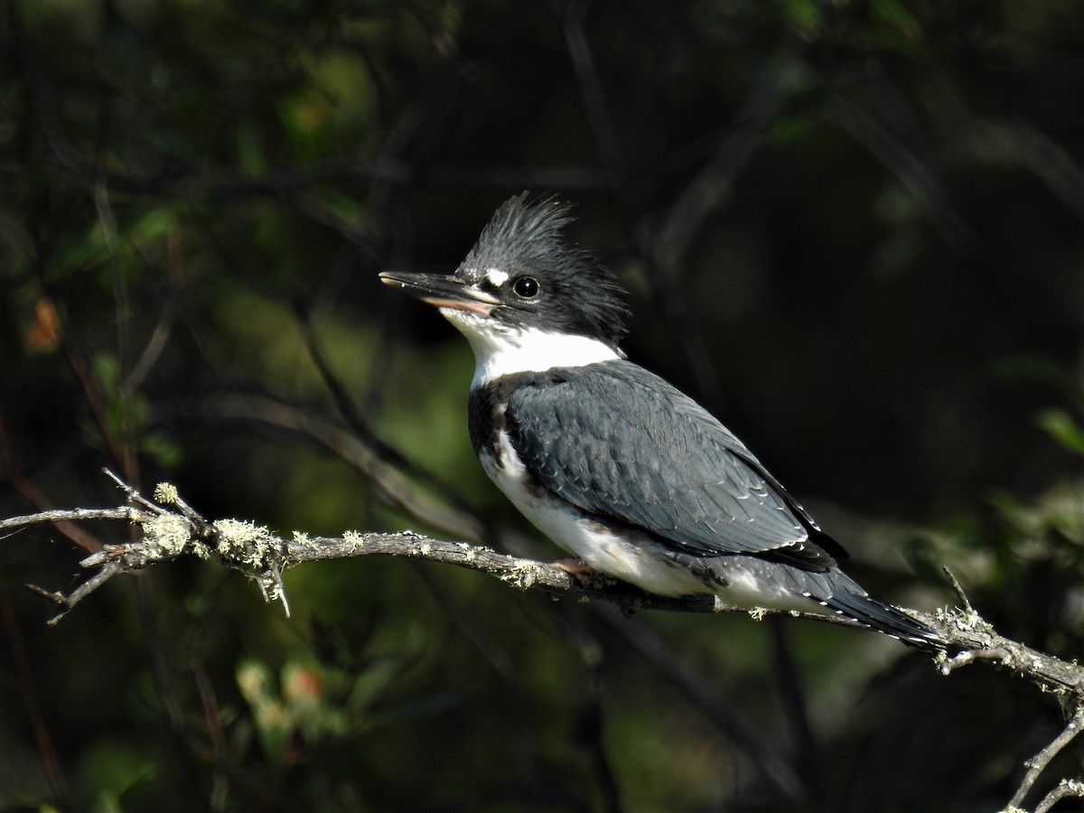 Belted Kingfisher - ML173581281