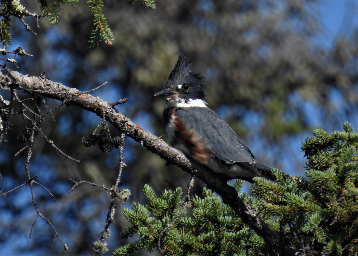 Belted Kingfisher - ML173581291