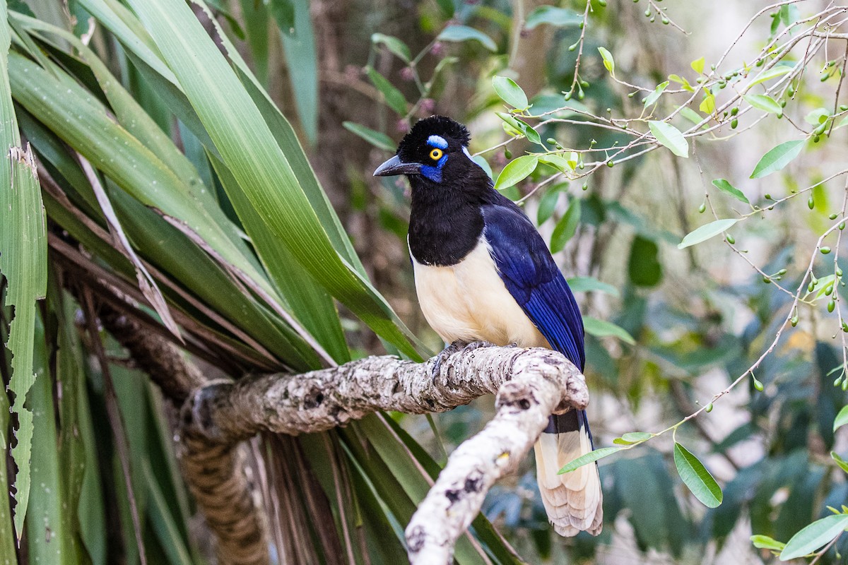 Plush-crested Jay - Michael Henry