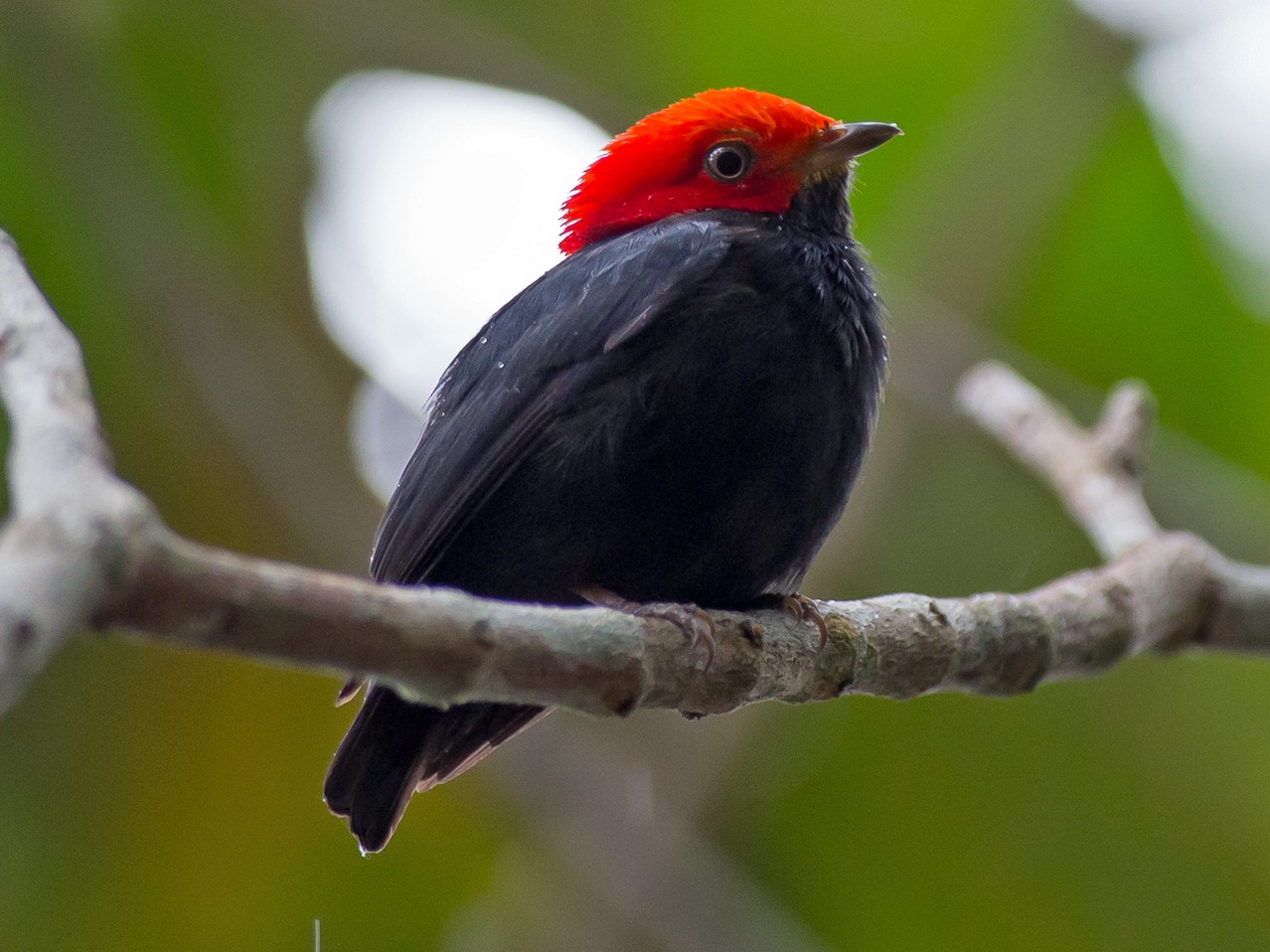 Redheaded Manakin eBird