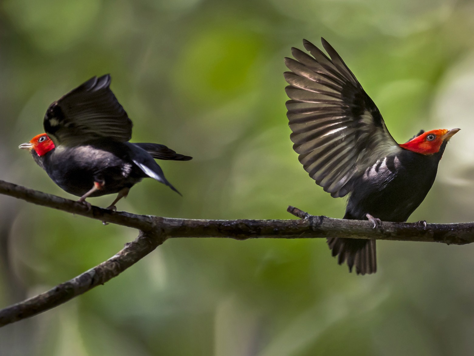 Red-headed Manakin - eBird