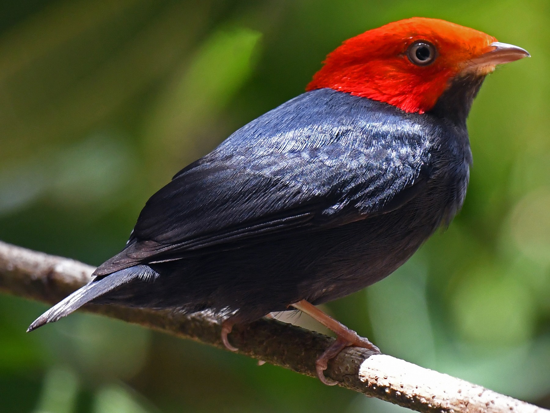 Red-headed Manakin - Lev Frid