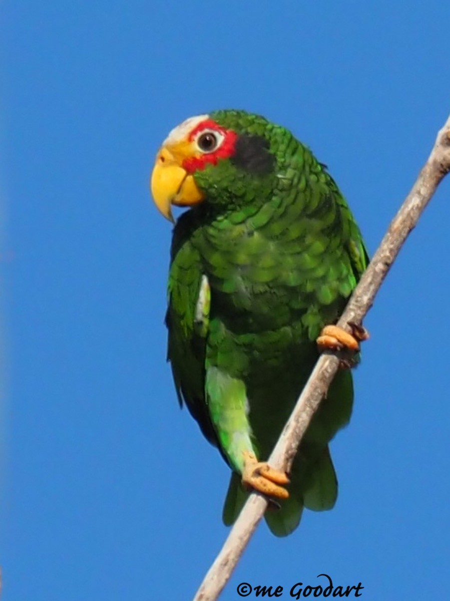 Yellow-lored Parrot - ML173582471