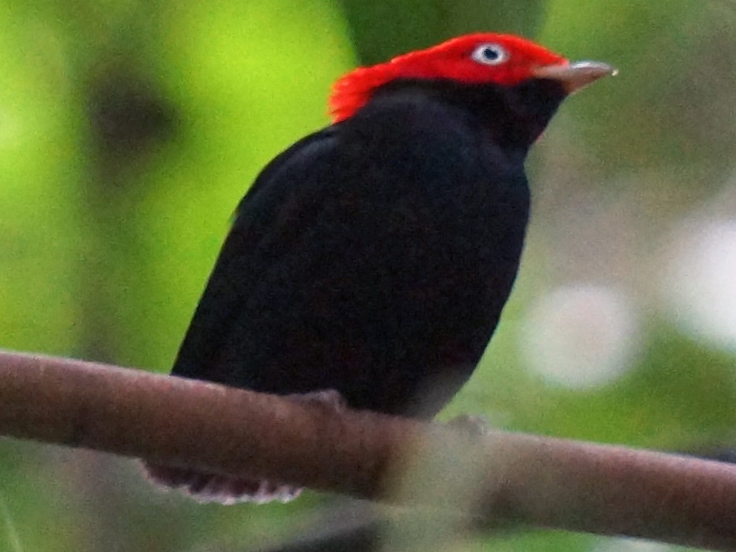 Round-tailed Manakin - Robin Oxley 🦉