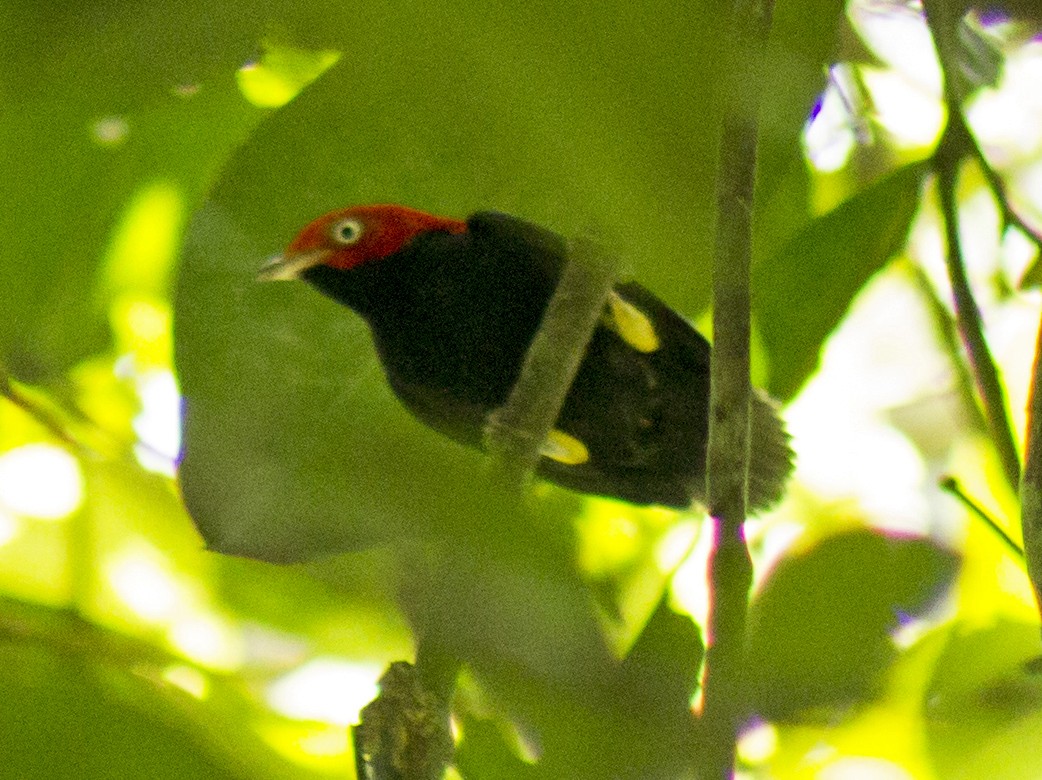 Round-tailed Manakin - Jorge Novoa - CORBIDI