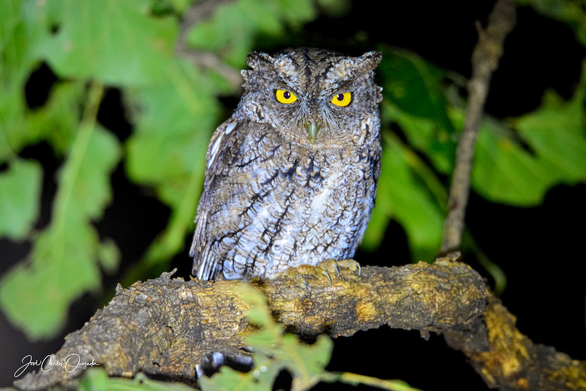 Whiskered Screech-Owl - Carlos Quezada