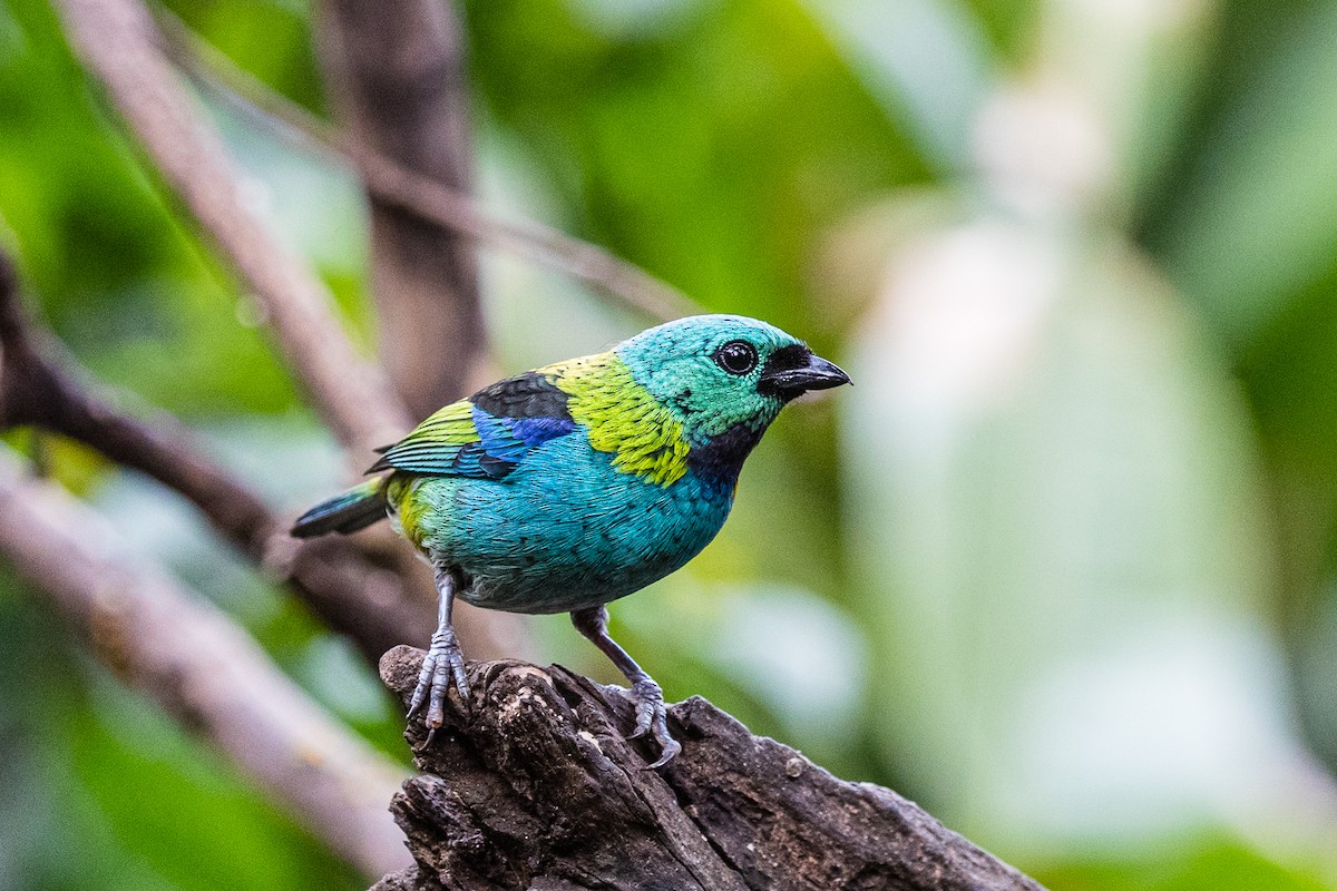 Green-headed Tanager - ML173585781
