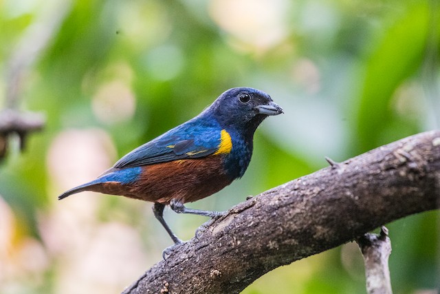 A. Three egg clutch of Chestnut-bellied Euphonia (Euphonia pectoralis)