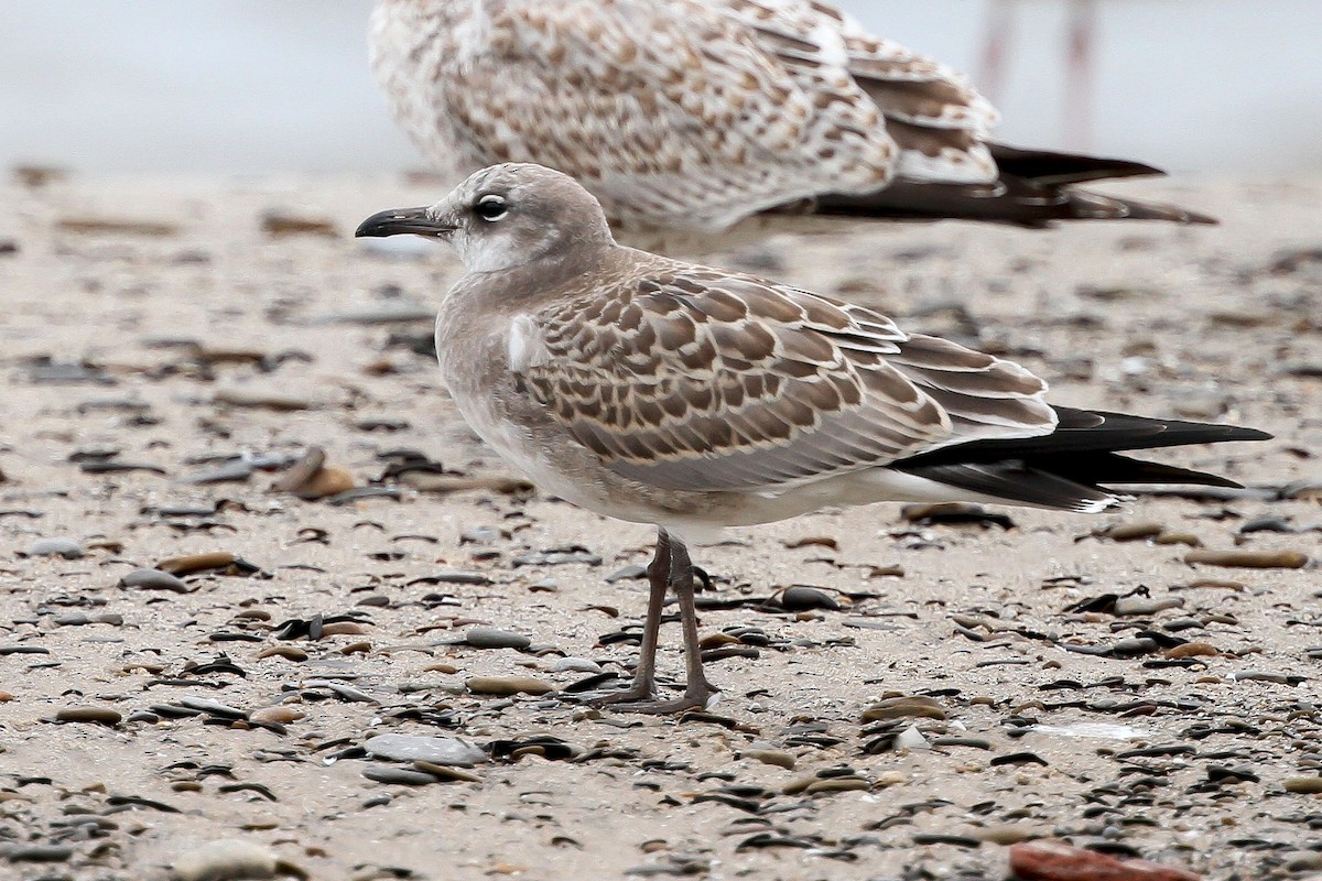 Laughing Gull - WNY Records