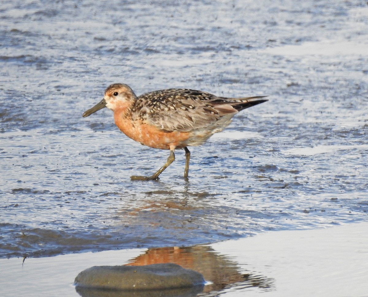 Red Knot - ML173588581