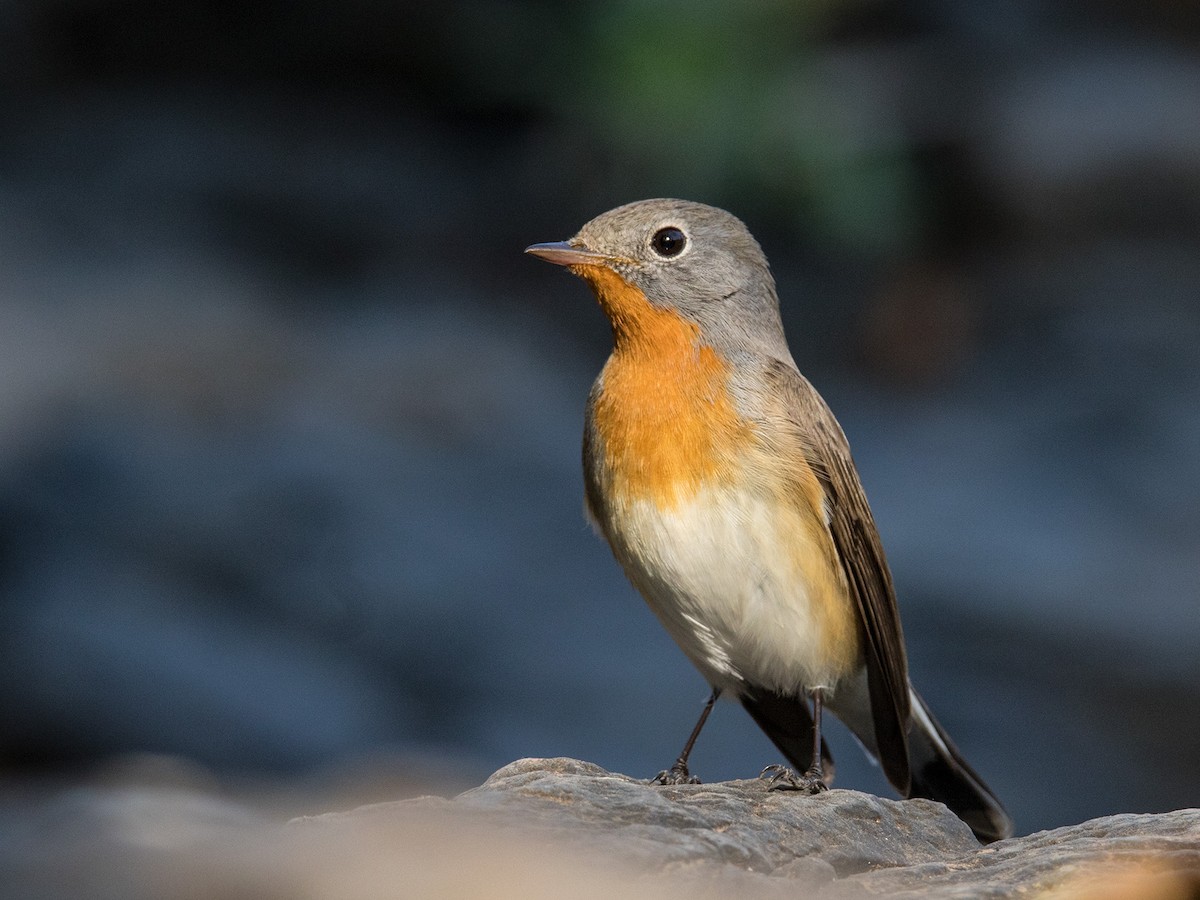 Red-breasted Flycatcher - ML173589861