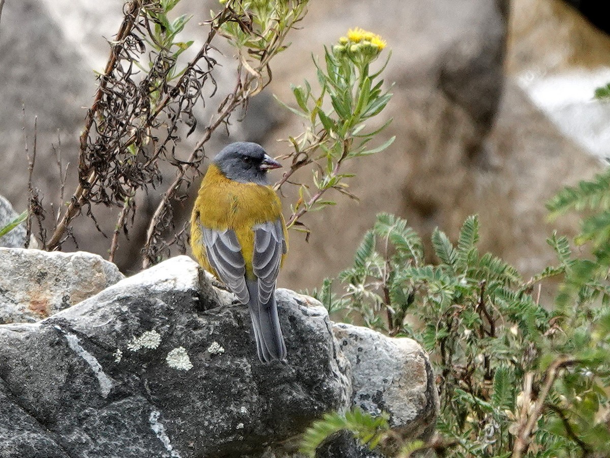 Peruvian Sierra Finch - Garima Bhatia
