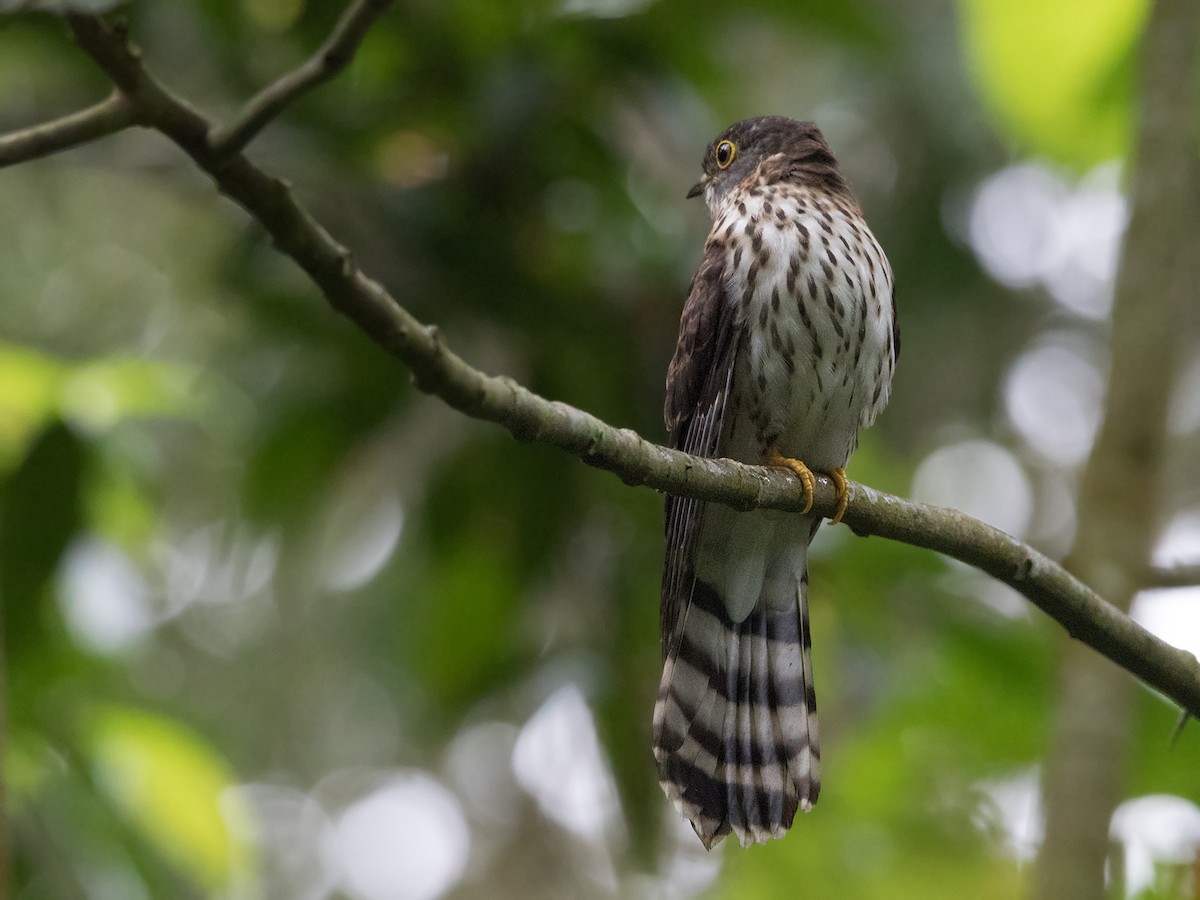 Hodgson's Hawk-Cuckoo - Garima Bhatia