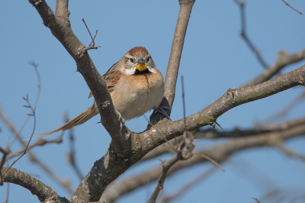 Chotoy Spinetail - ML173595951