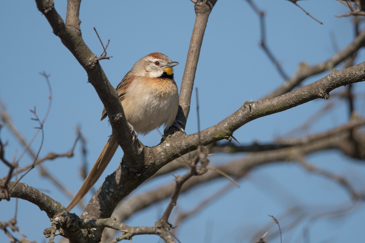 Chotoy Spinetail - ML173596021