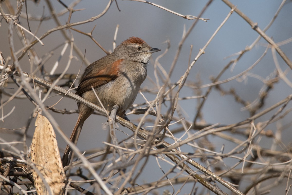 Pale-breasted Spinetail - Pablo Re