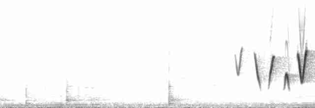 Очковая хвойница - ML173597
