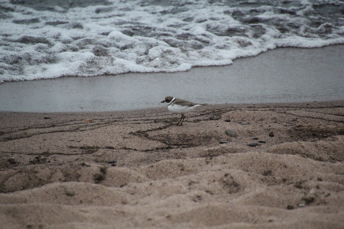 Semipalmated Plover - ML173598801