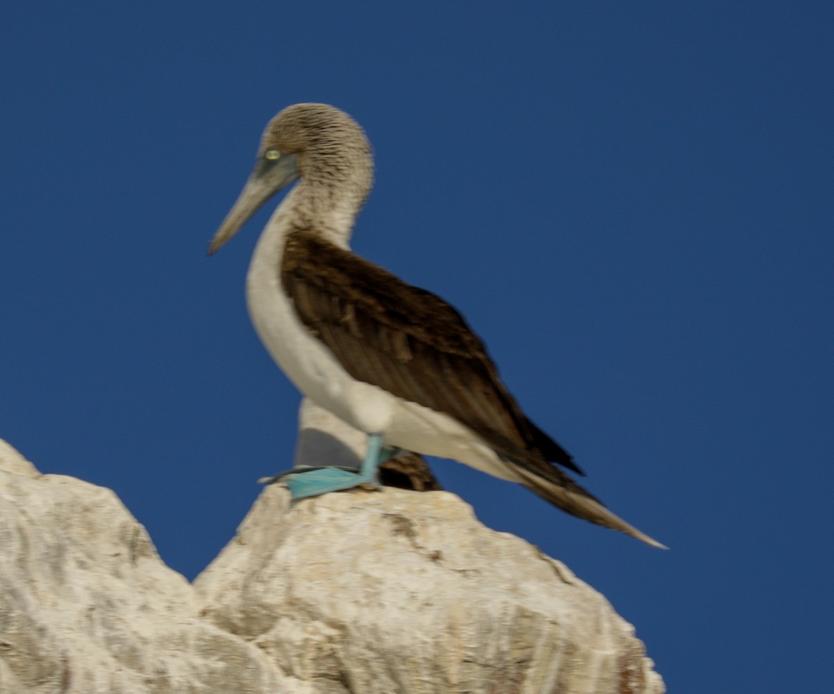 Blue-footed Booby - Susan Mac