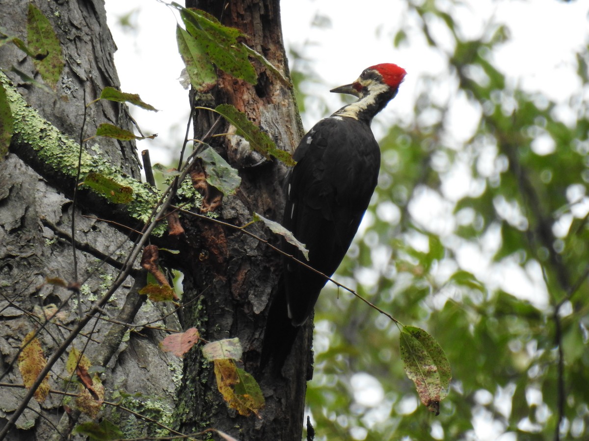 Pileated Woodpecker - James Holsinger