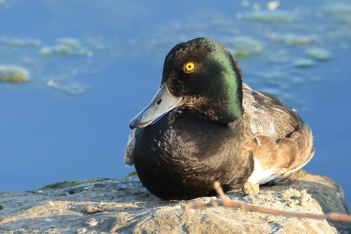 Greater Scaup - ML173604011