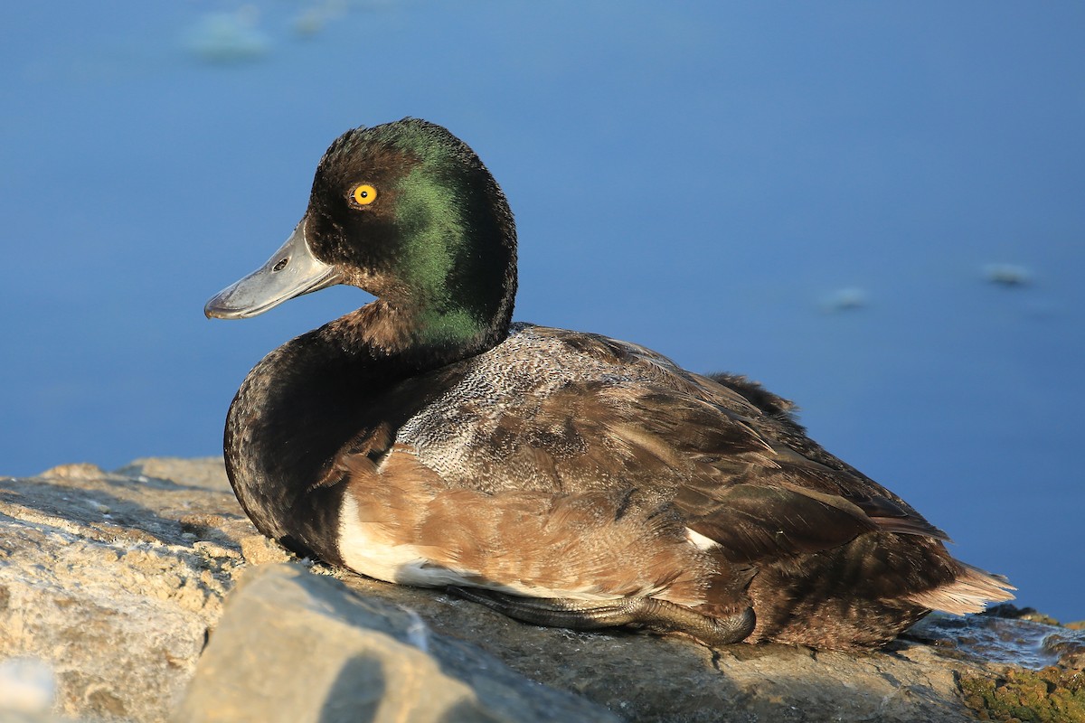 Greater Scaup - ML173604181