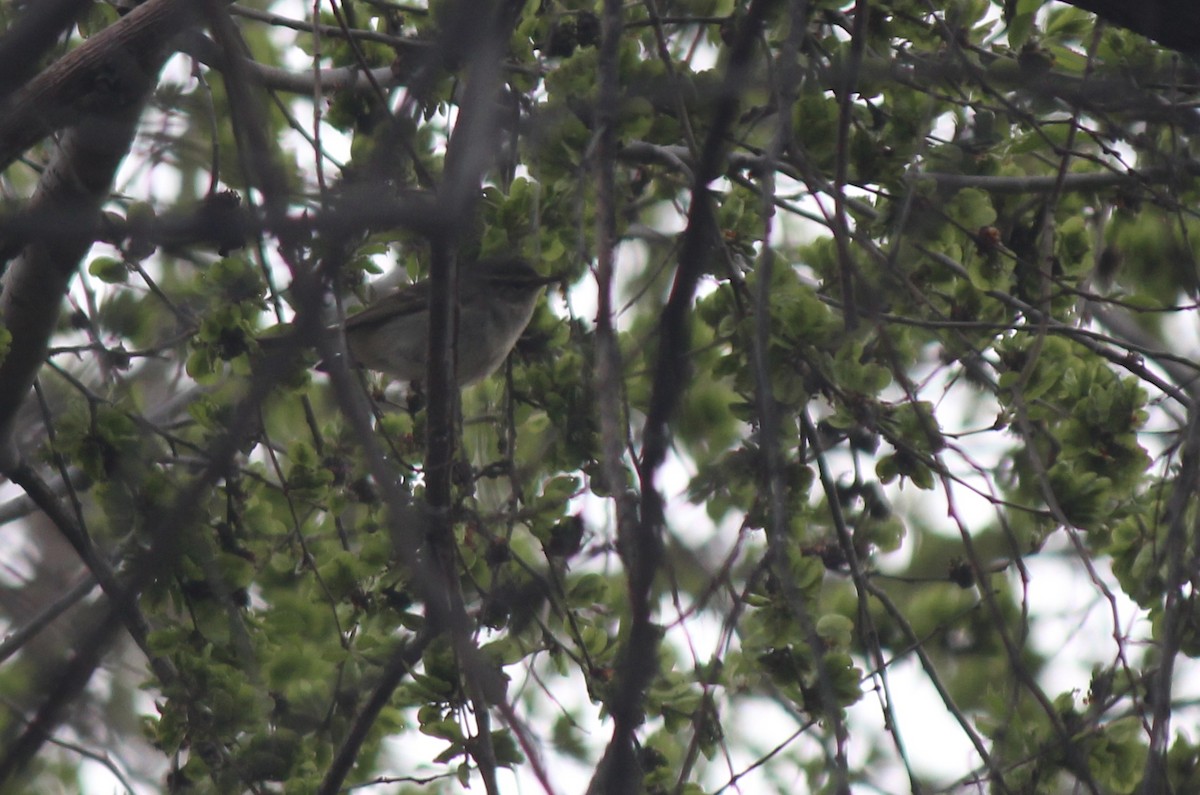 Hume's Warbler - ML173605801