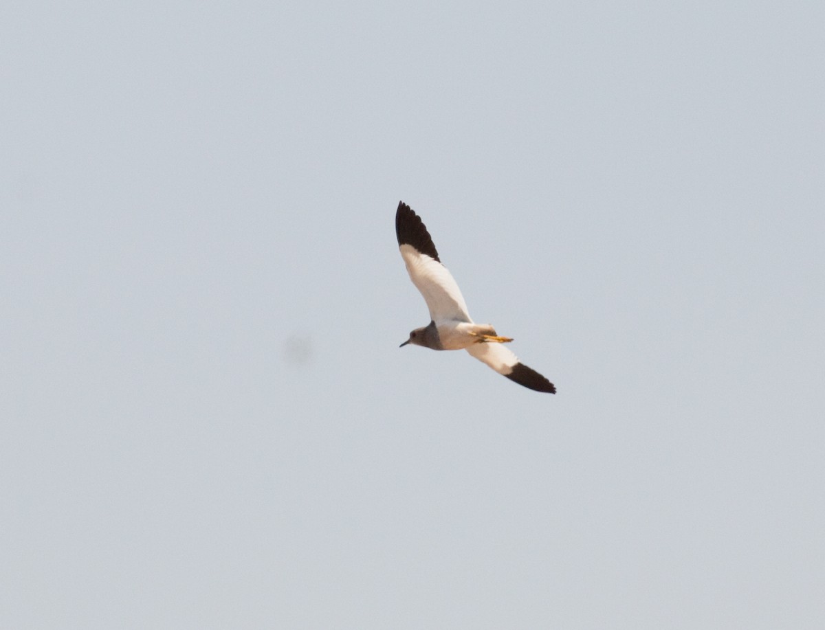 White-tailed Lapwing - ML173606061