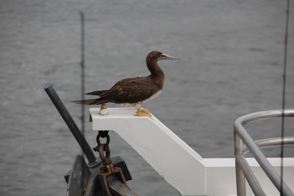 Brown Booby - ML173609471