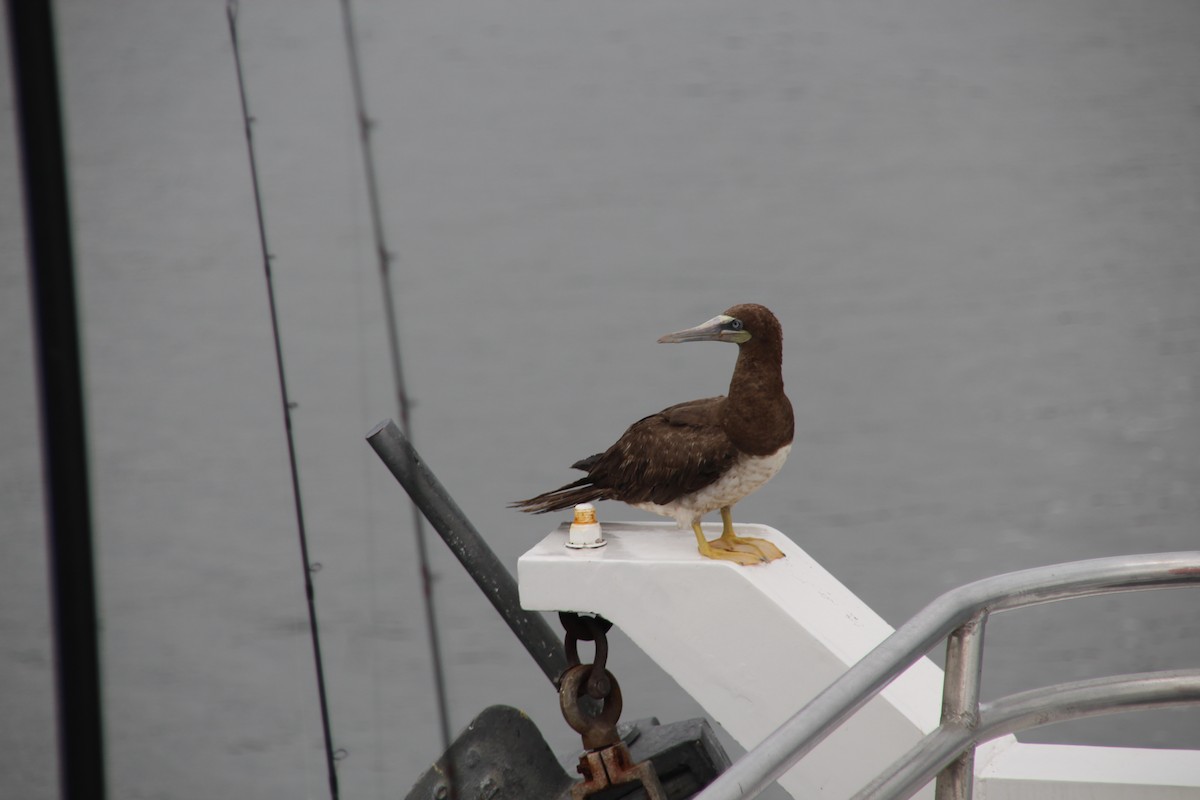 Brown Booby - Maria Albanese