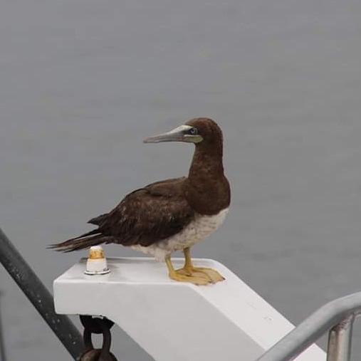 Brown Booby - ML173610831