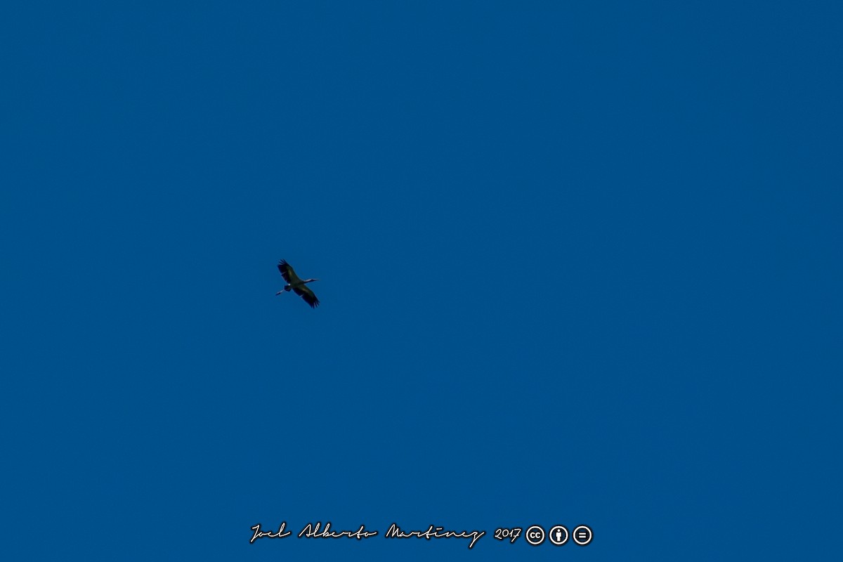 Maguari Stork - ML173611891