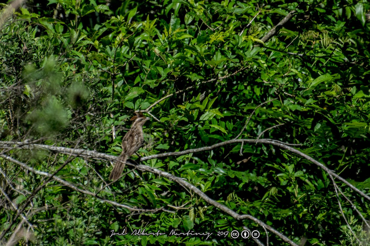 Striped Cuckoo - ML173611901