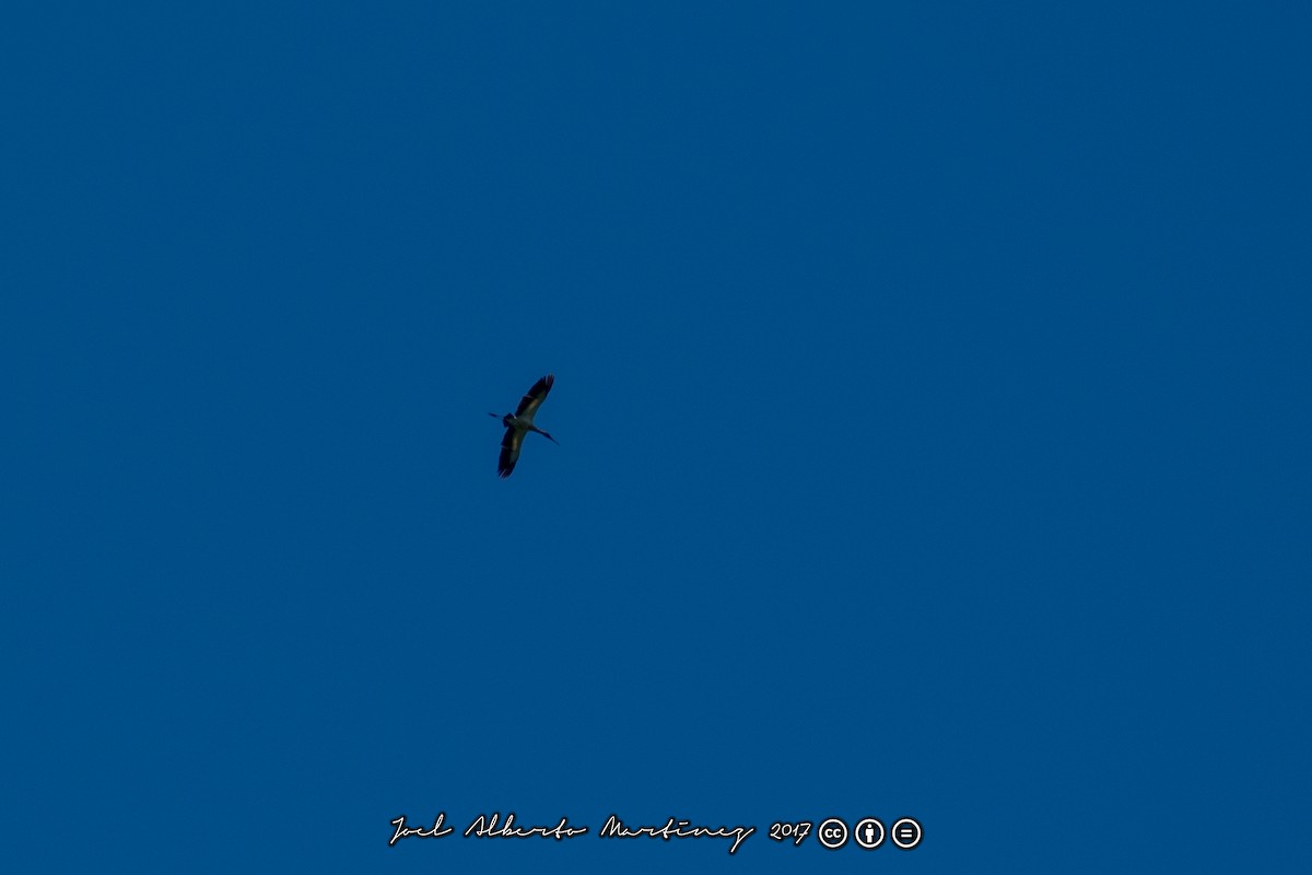 Maguari Stork - ML173611921