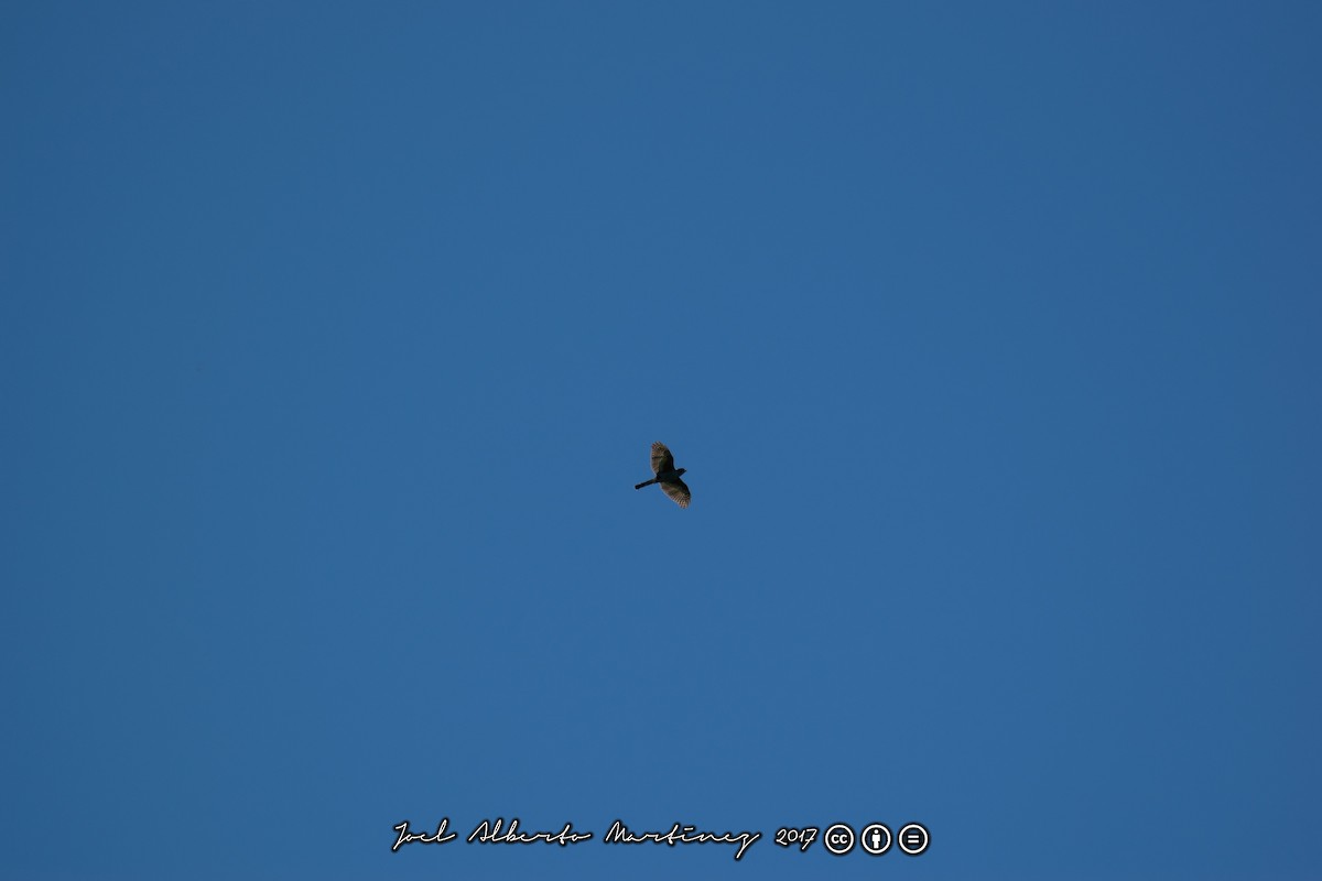 Rufous-thighed Kite - ML173611951
