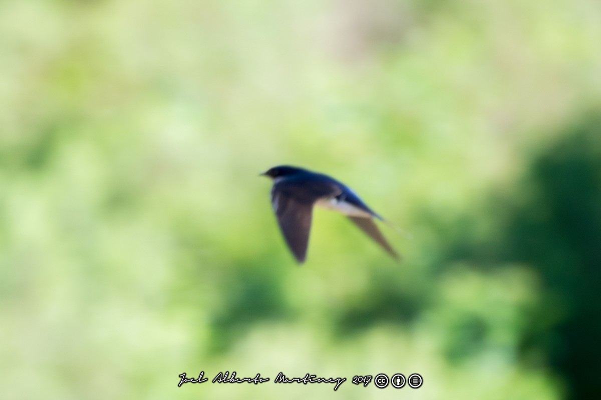 Blue-and-white Swallow - ML173612561