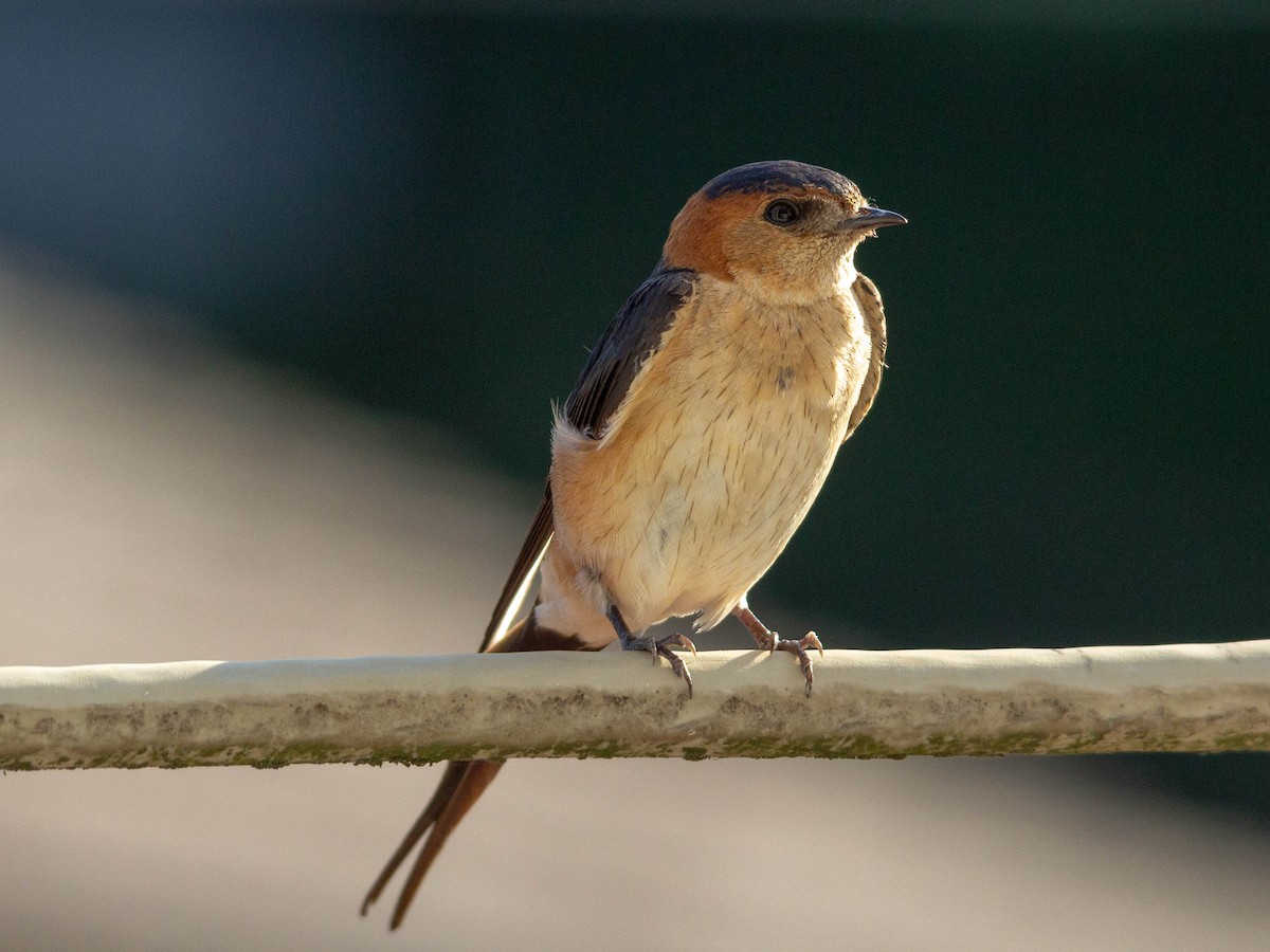 Red-rumped Swallow - ML173614481