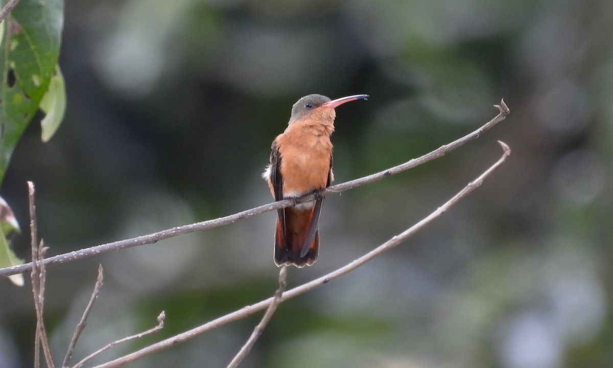 Cinnamon Hummingbird (Mainland) - ML173615311