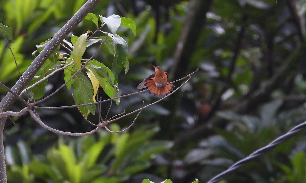 Cinnamon Hummingbird (Mainland) - grete pasch