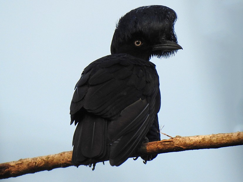 Amazonian Umbrellabird - Richard Garrigues