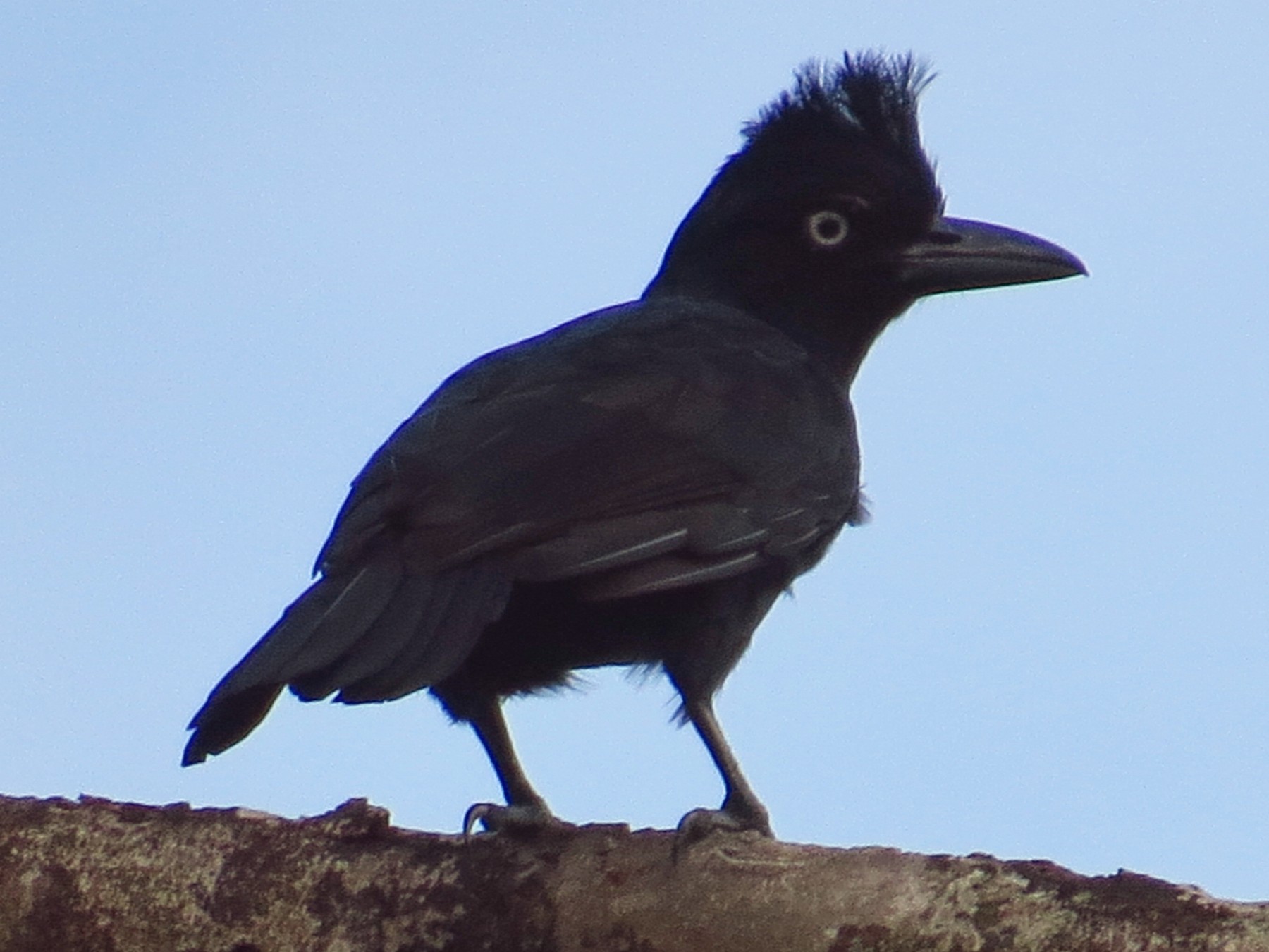 Amazonian Umbrellabird - Jorge Muñoz García   CAQUETA BIRDING