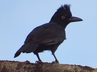雌鳥 - Jorge Muñoz García   CAQUETA BIRDING - ML173616121