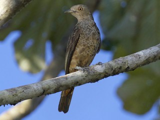  - Plum-throated Cotinga