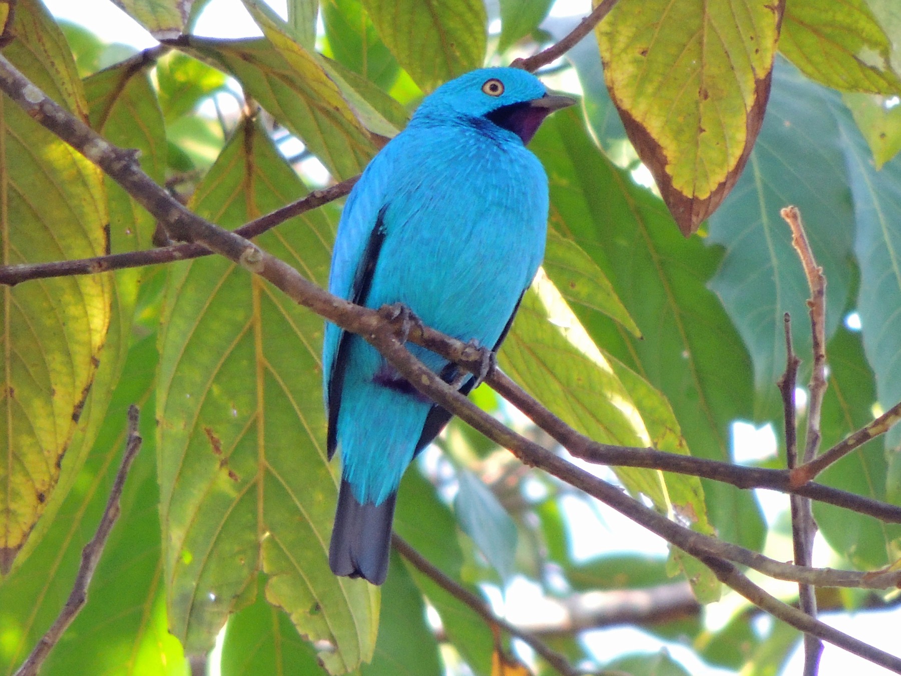 Plum-throated Cotinga - eBird