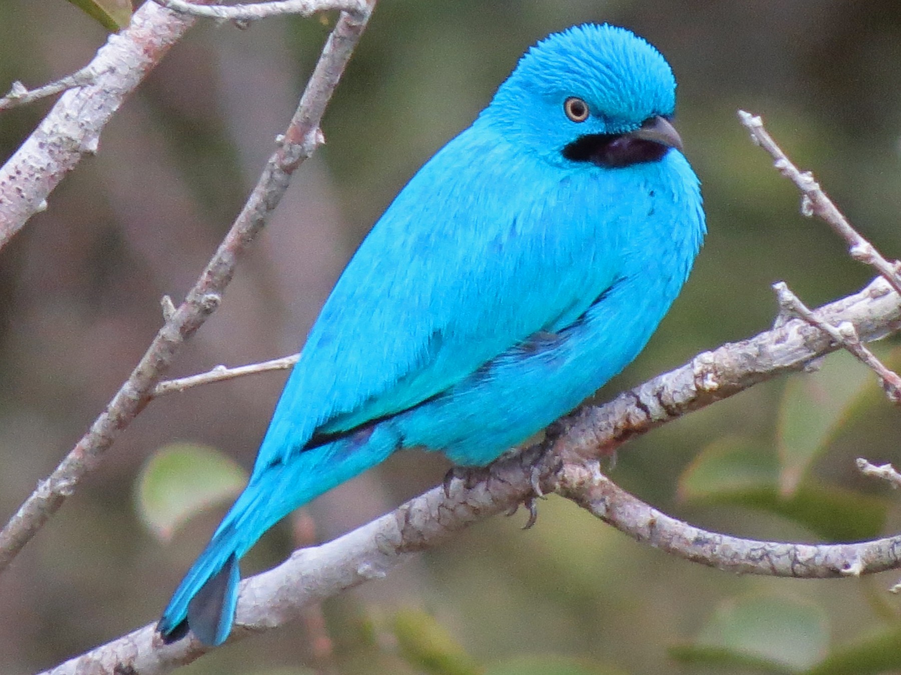 Plum-throated Cotinga - Jean Carlo Rodríguez