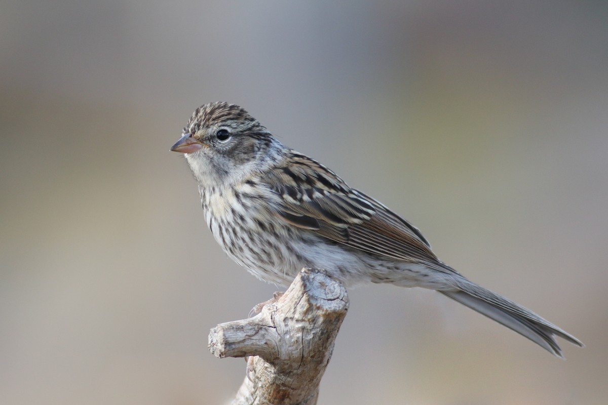Chipping Sparrow - ML173620231