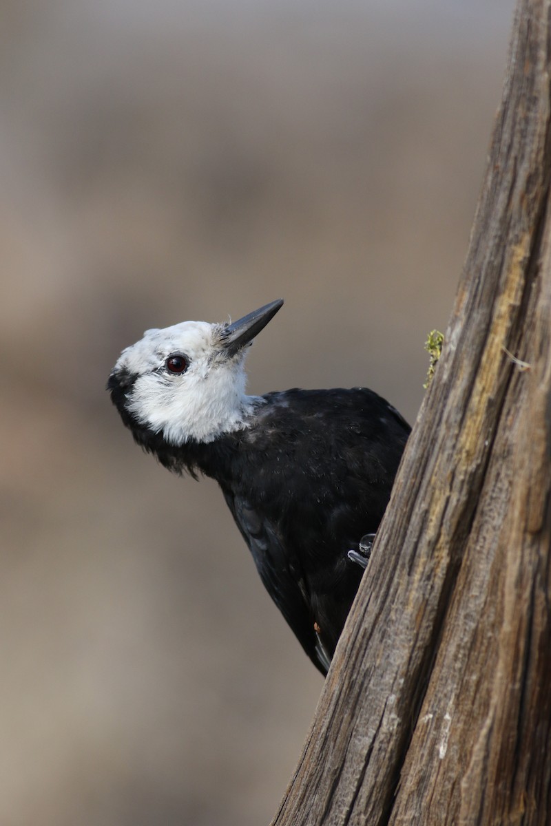 White-headed Woodpecker - Jonathan Eckerson